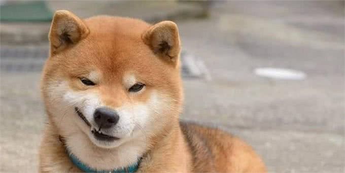 狗的十大品种,最常见十大宠物犬排行榜