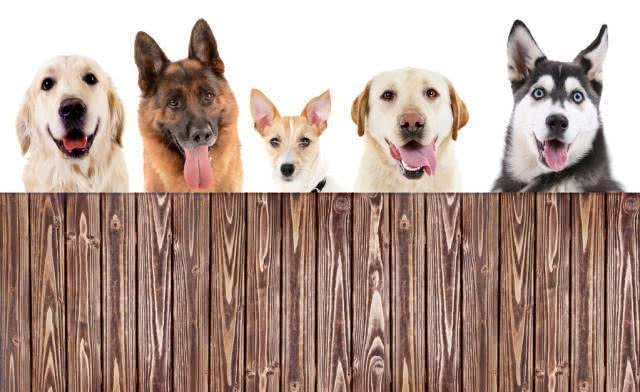 首次养狗该如何选择?这8个品种的狗，最适合萌新宠主饲养