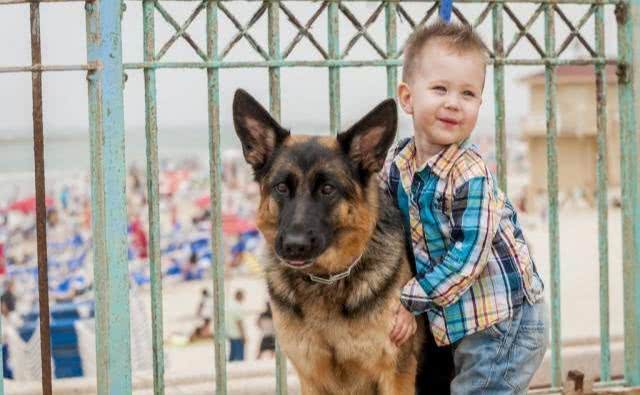 首次养狗该如何选择?这8个品种的狗，最适合萌新宠主饲养