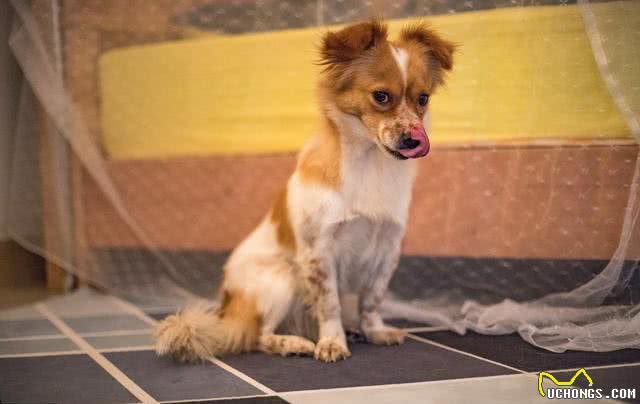 首次养狗该如何选择?这8个品种的狗，最适合萌新宠主饲养