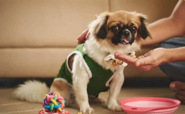 首次养狗该如何选择?这8个品种的狗，最适合萌新宠主饲养