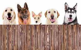 首次养狗该如何选择?这8个品种的狗，最适合萌新宠主饲养