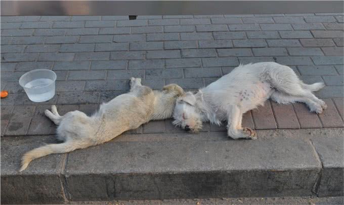 被拯救回来的流浪中毒狗狗，只是用了这种简单的解毒办法