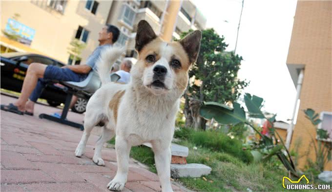 被拯救回来的流浪中毒狗狗，只是用了这种简单的解毒办法