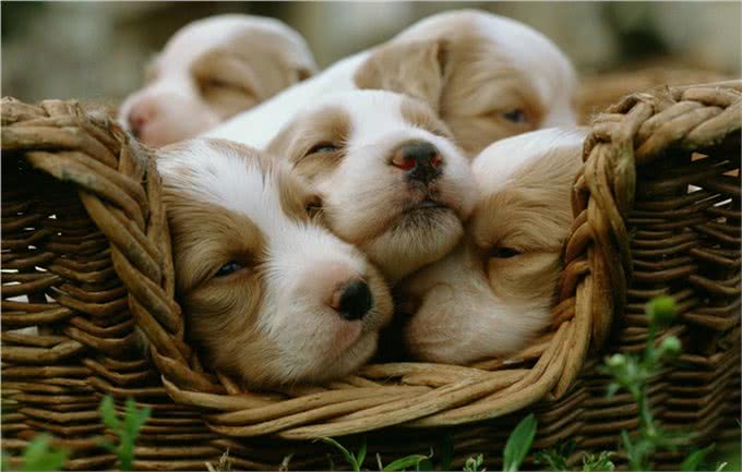 被拯救回来的流浪中毒狗狗，只是用了这种简单的解毒办法