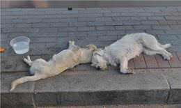 被拯救回来的流浪中毒狗狗，只是用了这种简单的解毒办法