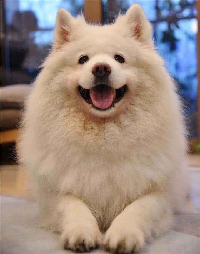 萨摩耶的愉快养育之旅