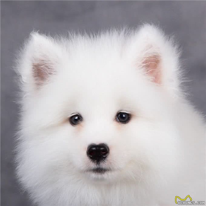 萨摩耶的愉快养育之旅