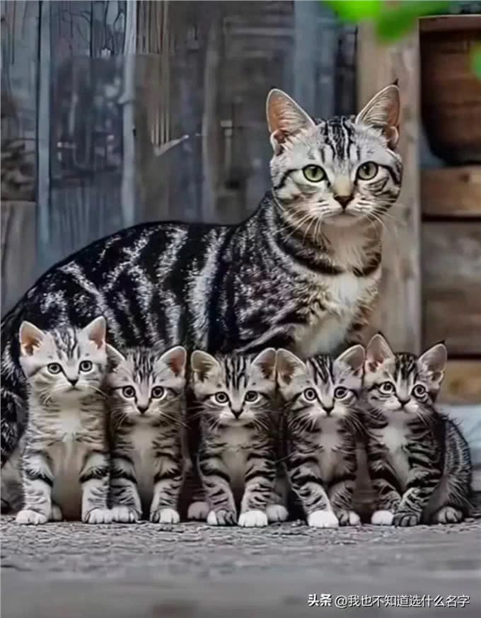 基因好强大呀!猫咪一家齐亮相，排列整齐，很有纪律