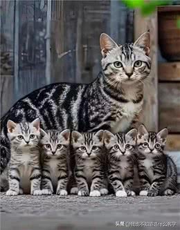 基因好强大呀!猫咪一家齐亮相，排列整齐，很有纪律