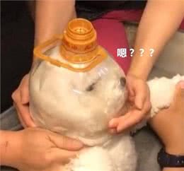 4步教你无痛给狗狗修剪指甲，宠物健康必备!