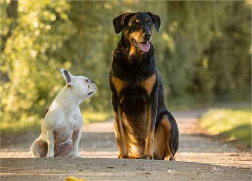 家中两只狗狗争风吃醋,常上演宫斗大戏,到底如何让它俩和睦相处