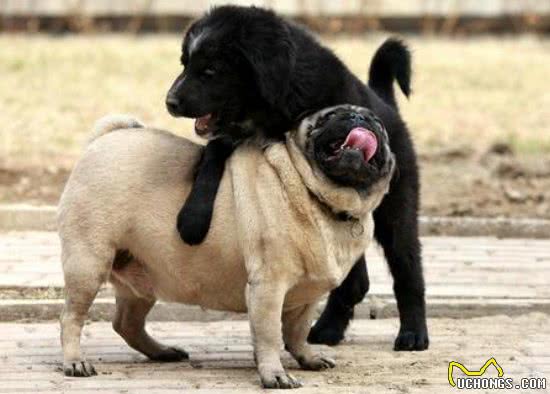 家中两只狗狗争风吃醋,常上演宫斗大戏,到底如何让它俩和睦相处