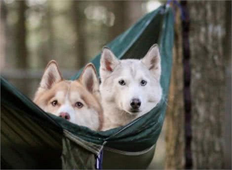 家中两只狗狗争风吃醋，常上演宫斗大戏，到底如何让它俩和睦相处