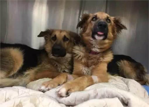 家中两只狗狗争风吃醋,常上演宫斗大戏,到底如何让它俩和睦相处