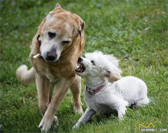 家中两只狗狗争风吃醋，常上演宫斗大戏，到底如何让它俩和睦相处