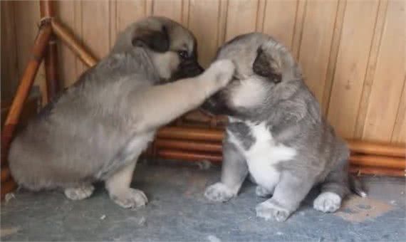 家中两只狗狗争风吃醋,常上演宫斗大戏,到底如何让它俩和睦相处