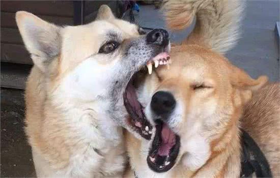 家中两只狗狗争风吃醋,常上演宫斗大戏,到底如何让它俩和睦相处