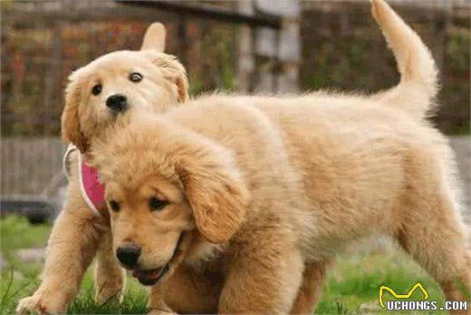 家中两只狗狗争风吃醋,常上演宫斗大戏,到底如何让它俩和睦相处