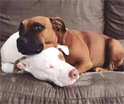 家中两只狗狗争风吃醋,常上演宫斗大戏,到底如何让它俩和睦相处