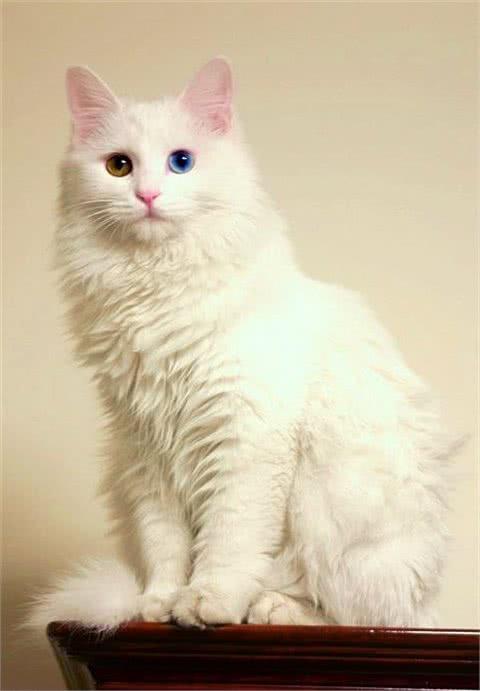 每日一猫:临清狮子猫,继中国狸花猫后的又一中国名猫