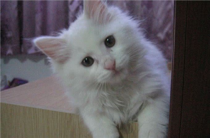 每日一猫:临清狮子猫,继中国狸花猫后的又一中国名猫