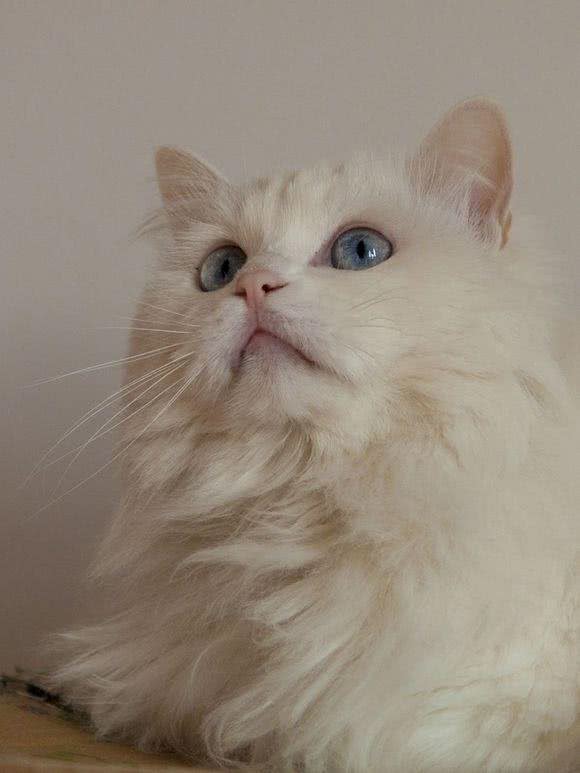 每日一猫:临清狮子猫,继中国狸花猫后的又一中国名猫