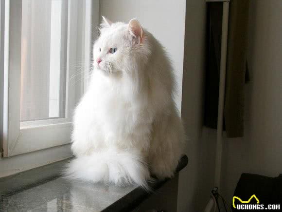 每日一猫:临清狮子猫,继中国狸花猫后的又一中国名猫