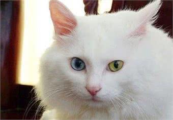 每日一猫:临清狮子猫,继中国狸花猫后的又一中国名猫