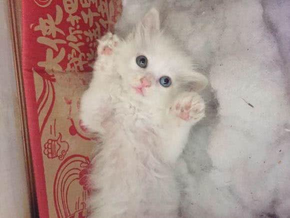 每日一猫:临清狮子猫,继中国狸花猫后的又一中国名猫