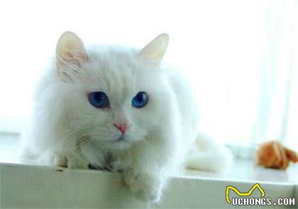 每日一猫:临清狮子猫,继中国狸花猫后的又一中国名猫