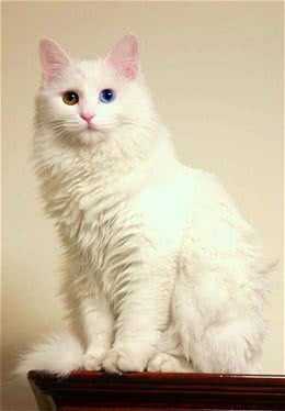 每日一猫：临清狮子猫，继中国狸花猫后的又一中国名猫