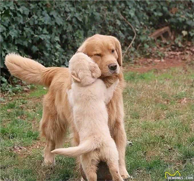 如何正确的给狗狗做驱虫?看过之后发现你之前做的都是错的