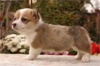 狗狗刚出生后的第三阶段—如何触摸幼犬