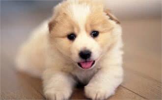 狗狗刚出生后的第三阶段—如何触摸幼犬