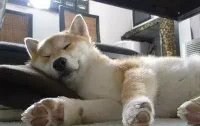 狗狗每天睡觉通常需要多少时间?