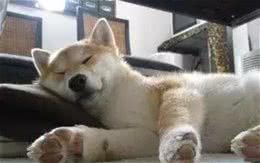 狗狗每天睡觉通常需要多少时间?