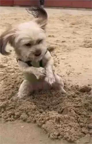 当泰迪在小小的沙滩上挖呀挖呀后,秒变双马尾老太太!耳朵甩飞了