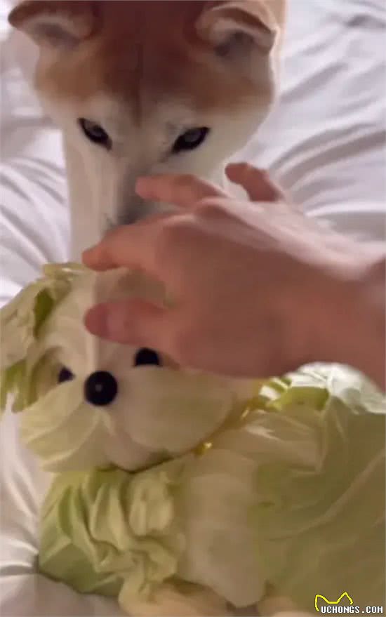 当泰迪在小小的沙滩上挖呀挖呀后,秒变双马尾老太太!耳朵甩飞了