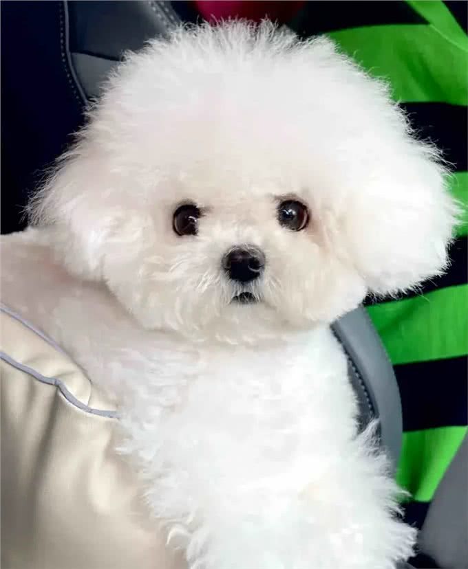 当泰迪在小小的沙滩上挖呀挖呀后,秒变双马尾老太太!耳朵甩飞了