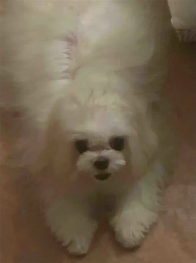 当泰迪在小小的沙滩上挖呀挖呀后,秒变双马尾老太太!耳朵甩飞了