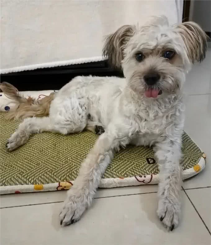 当泰迪在小小的沙滩上挖呀挖呀后,秒变双马尾老太太!耳朵甩飞了