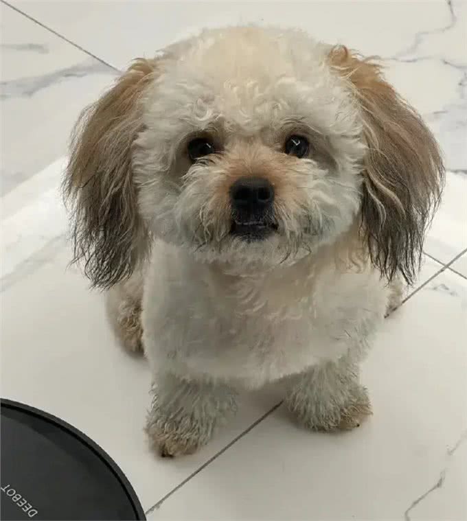 当泰迪在小小的沙滩上挖呀挖呀后,秒变双马尾老太太!耳朵甩飞了