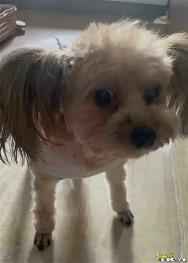 当泰迪在小小的沙滩上挖呀挖呀后,秒变双马尾老太太!耳朵甩飞了