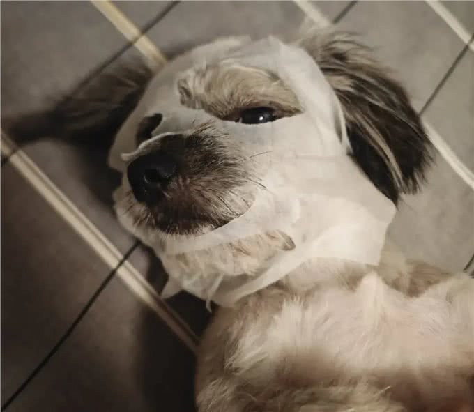 当泰迪在小小的沙滩上挖呀挖呀后,秒变双马尾老太太!耳朵甩飞了