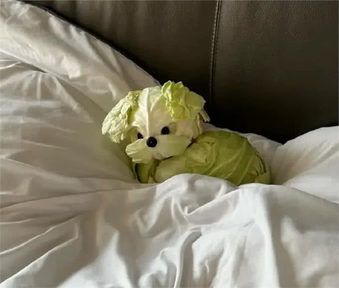 当泰迪在小小的沙滩上挖呀挖呀后,秒变双马尾老太太!耳朵甩飞了