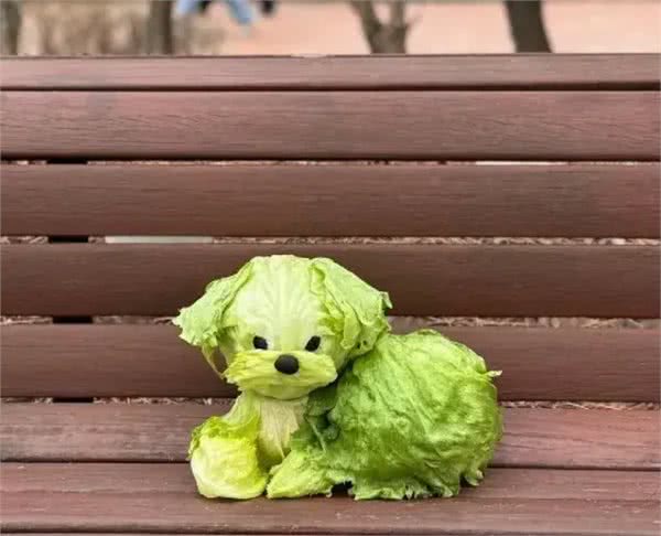 当泰迪在小小的沙滩上挖呀挖呀后,秒变双马尾老太太!耳朵甩飞了