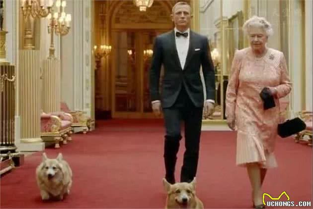 拥有小短腿和大屁股的狗狗,你会喜欢它们吗?