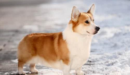 拥有小短腿和大屁股的狗狗,你会喜欢它们吗?