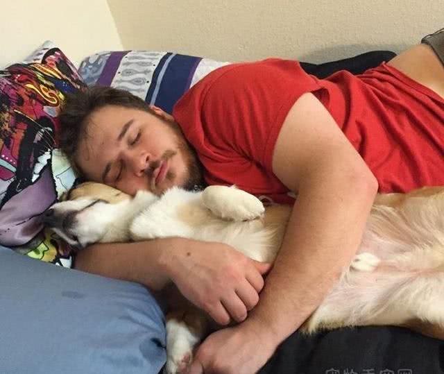 拥有小短腿和大屁股的狗狗,你会喜欢它们吗?